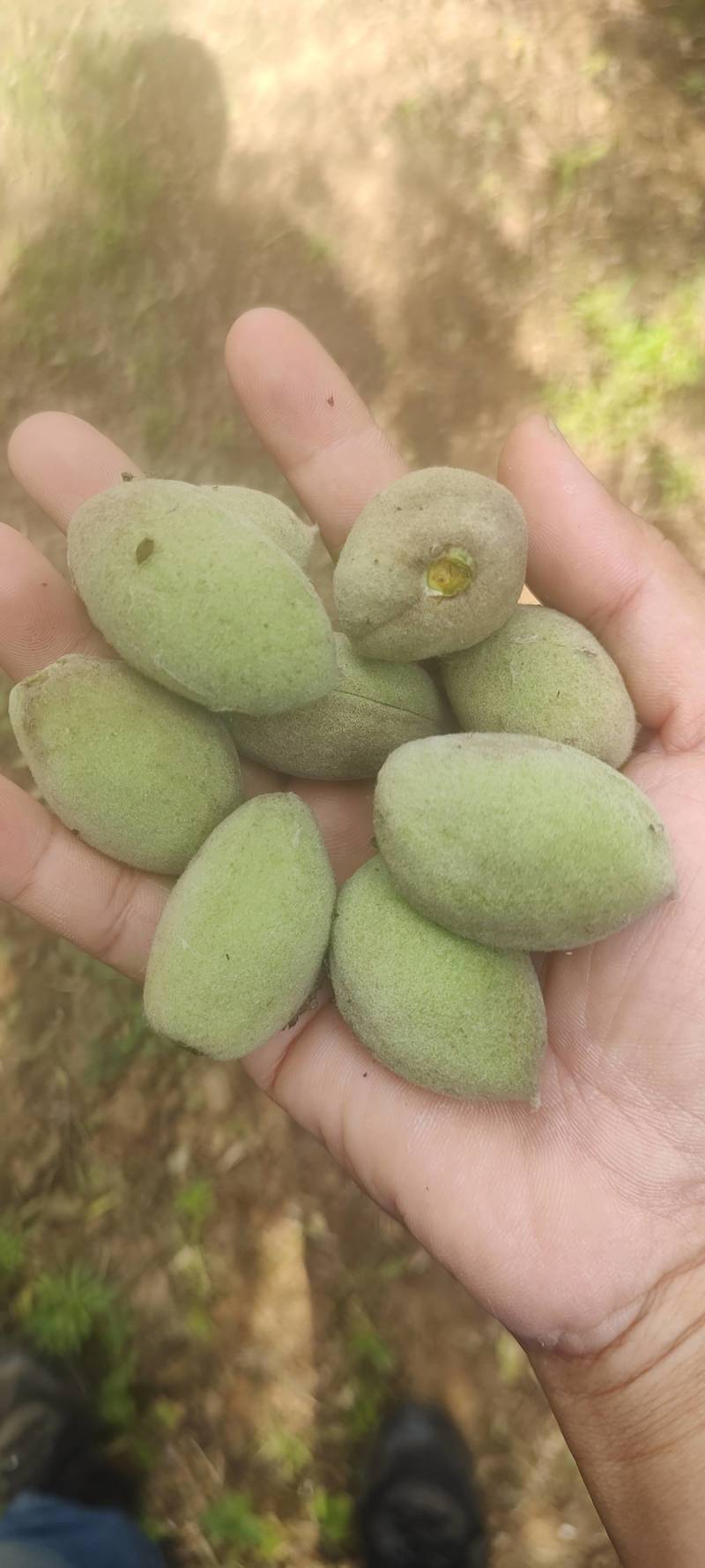 青皮巴旦木，鲜果巴旦木，原味巴旦木