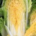 改良夏帅白菜种子农家庭院田园抗热抗病性强极早熟耐高温蔬菜
