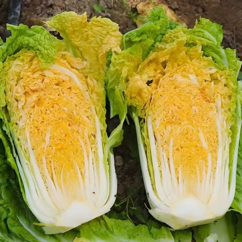 改良夏帅白菜种子农家庭院田园抗热抗病性强极早熟耐高温蔬菜