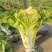 改良夏帅白菜种子农家庭院田园抗热抗病性强极早熟耐高温蔬菜