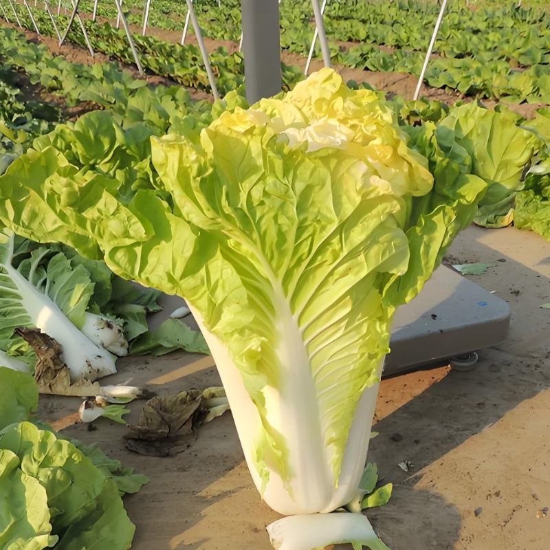改良夏帅白菜种子农家庭院田园抗热抗病性强极早熟耐高温蔬菜