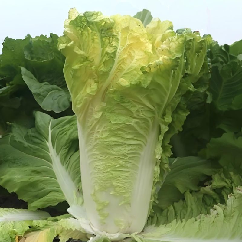 改良夏帅白菜种子农家庭院田园抗热抗病性强极早熟耐高温蔬菜