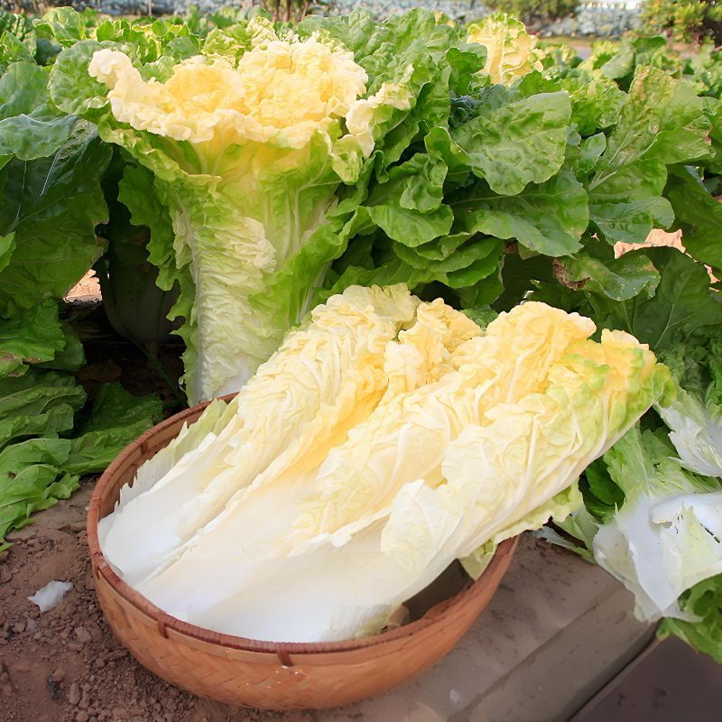 改良夏帅白菜种子农家庭院田园抗热抗病性强极早熟耐高温蔬菜