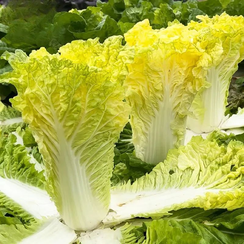 改良夏帅白菜种子农家庭院田园抗热抗病性强极早熟耐高温蔬菜