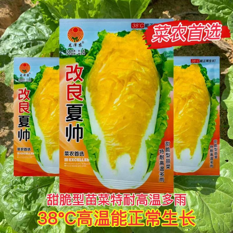 改良夏帅白菜种子农家庭院田园抗热抗病性强极早熟耐高温蔬菜