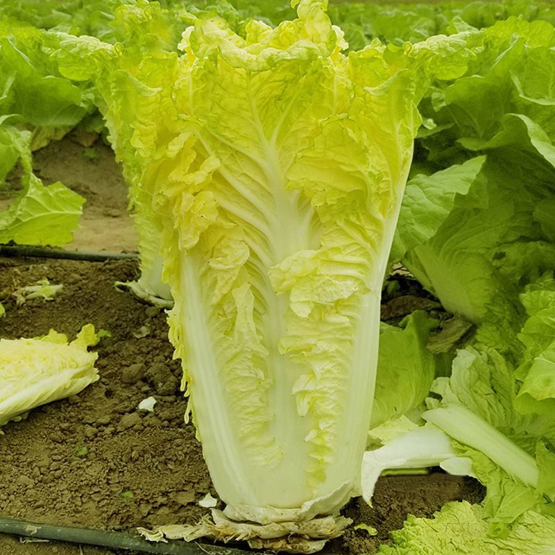 改良夏帅白菜种子农家庭院田园抗热抗病性强极早熟耐高温蔬菜
