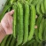 海之南四角豆种子多年生皇帝豆花叶果根都能吃四季菜耐热龙豆