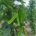 海之南四角豆种子多年生皇帝豆花叶果根都能吃四季菜耐热龙豆