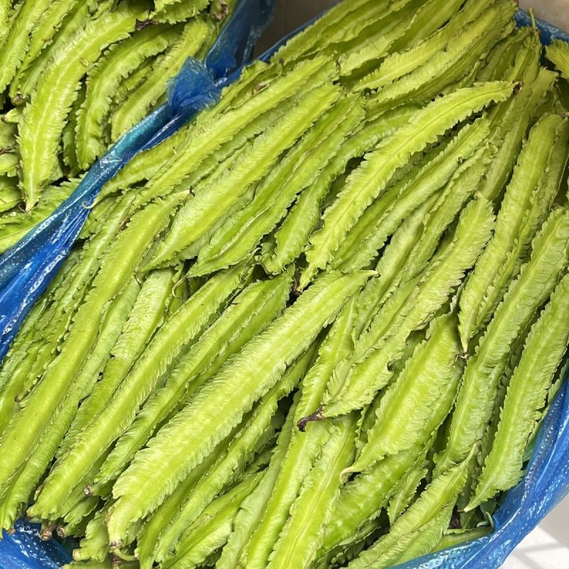 海之南四角豆种子多年生皇帝豆花叶果根都能吃四季菜耐热龙豆