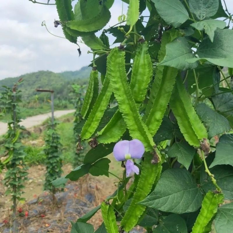 海之南四角豆种子多年生皇帝豆花叶果根都能吃四季菜耐热龙豆