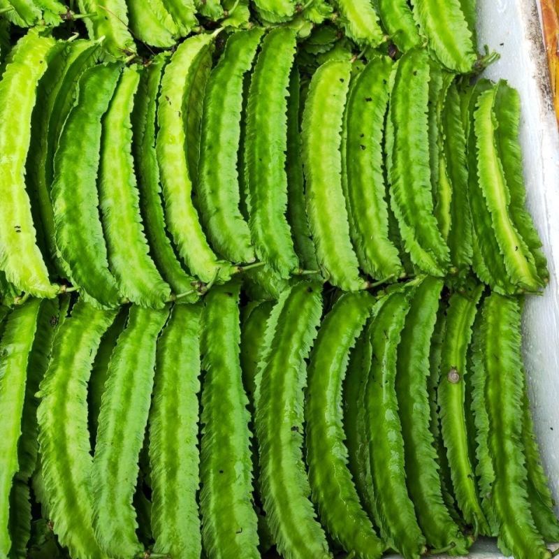 海之南四角豆种子多年生皇帝豆花叶果根都能吃四季菜耐热龙豆