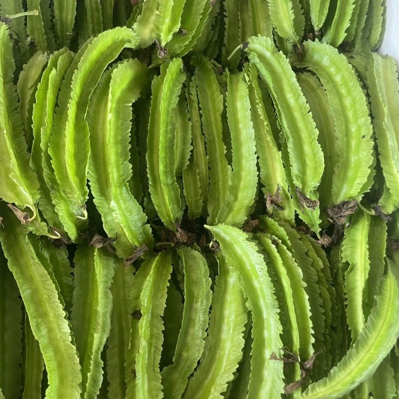 海之南四角豆种子多年生皇帝豆花叶果根都能吃四季菜耐热龙豆