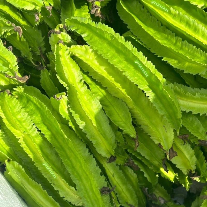 海之南四角豆种子多年生皇帝豆花叶果根都能吃四季菜耐热龙豆