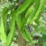 海之南四角豆种子多年生皇帝豆花叶果根都能吃四季菜耐热龙豆