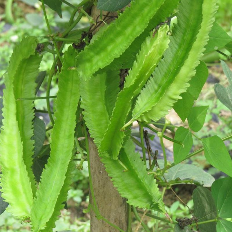 海之南四角豆种子多年生皇帝豆花叶果根都能吃四季菜耐热龙豆