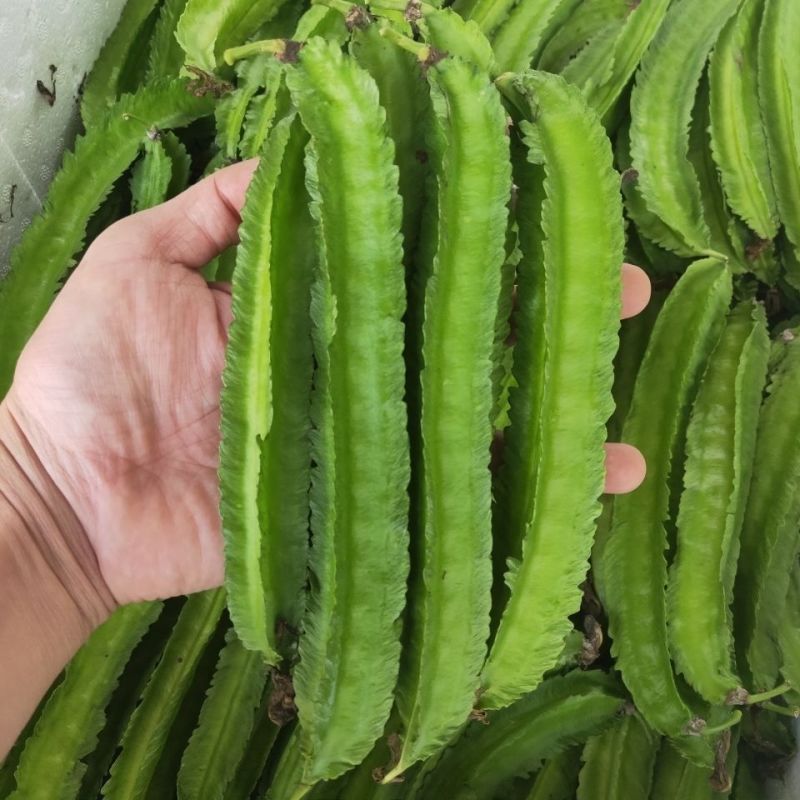 海之南四角豆种子多年生皇帝豆花叶果根都能吃四季菜耐热龙豆