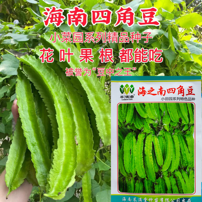 海之南四角豆种子多年生皇帝豆花叶果根都能吃四季菜耐热龙豆