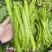 海之南四角豆种子多年生皇帝豆花叶果根都能吃四季菜耐热龙豆