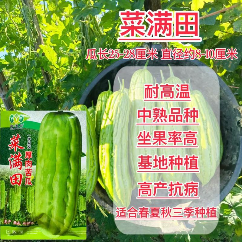 菜满田杂交中熟厚肉苦瓜种子颜色油绿略白有光泽瓜实