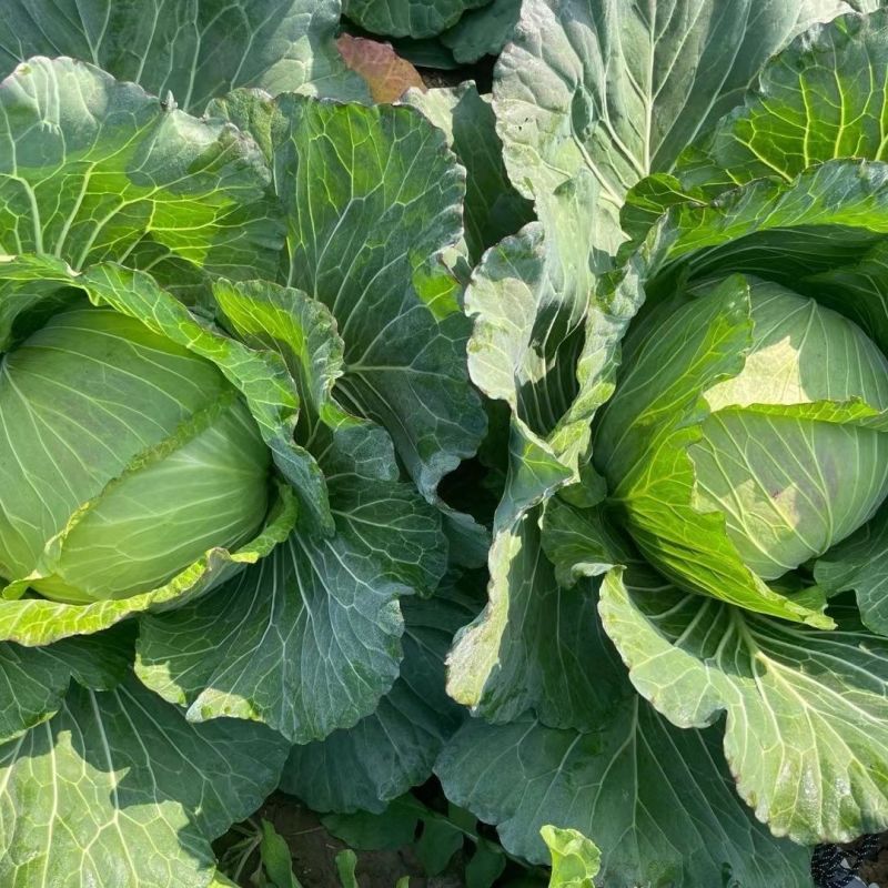 盛夏王甘蓝种子扁圆形55天包菜种籽抗热耐湿耐寒夏秋