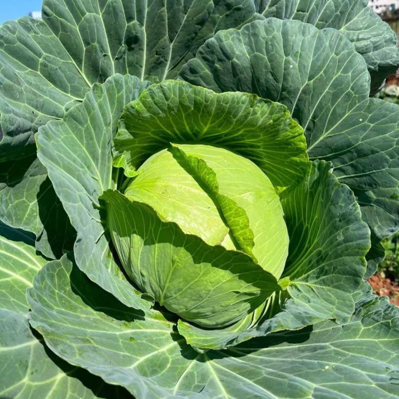 盛夏王甘蓝种子扁圆形55天包菜种籽抗热耐湿耐寒夏秋