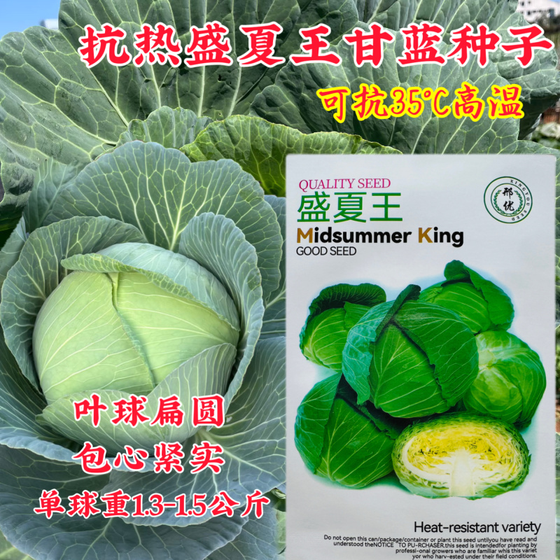 盛夏王甘蓝种子扁圆形55天包菜种籽抗热耐湿耐寒夏秋