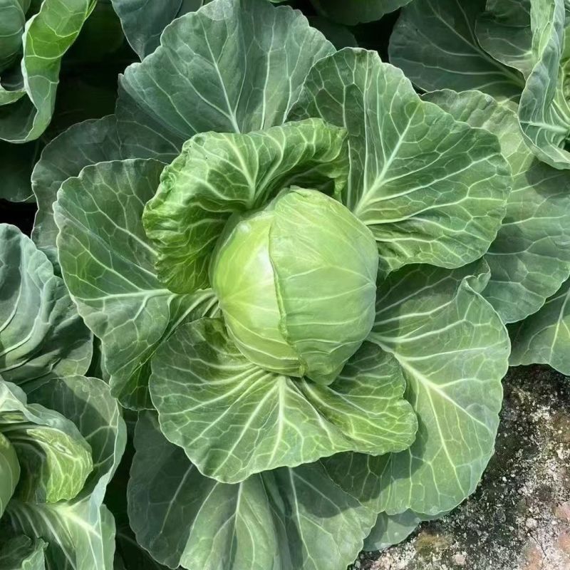 双抗绿铁头盛夏王甘蓝种子抗裂球口感甜脆卷心菜包菜四季种植
