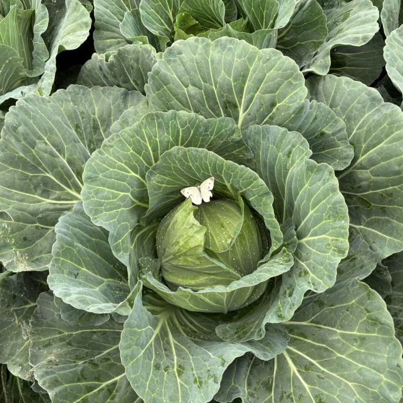 双抗绿铁头盛夏王甘蓝种子抗裂球口感甜脆卷心菜包菜四季种植