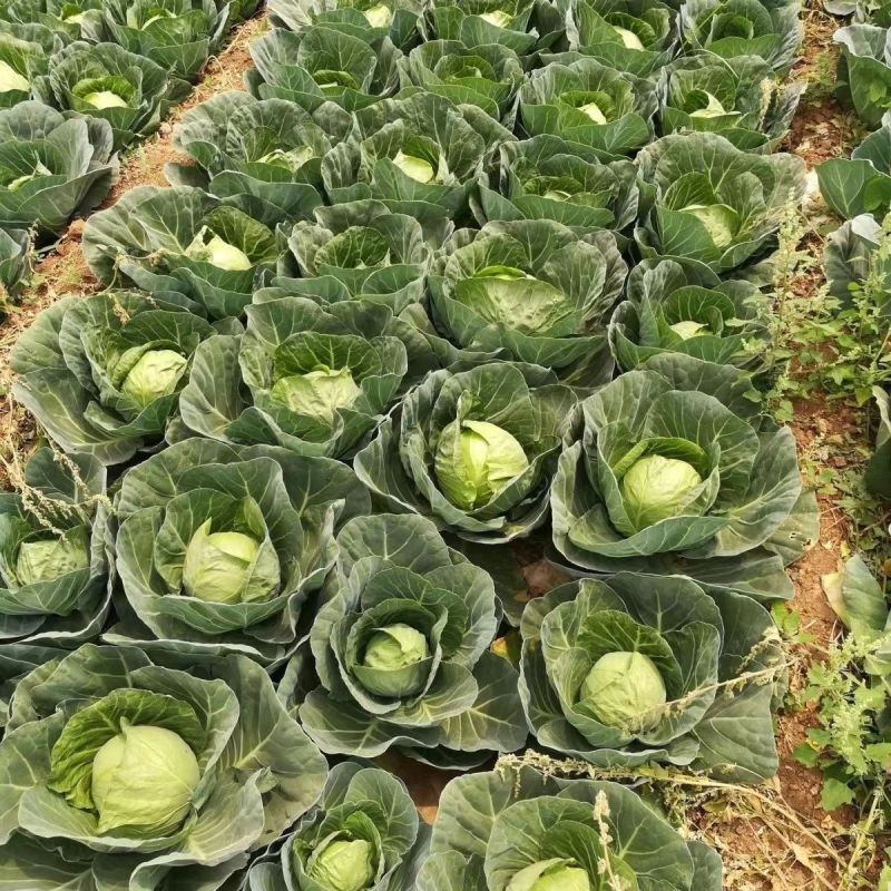 双抗绿铁头盛夏王甘蓝种子抗裂球口感甜脆卷心菜包菜四季种植
