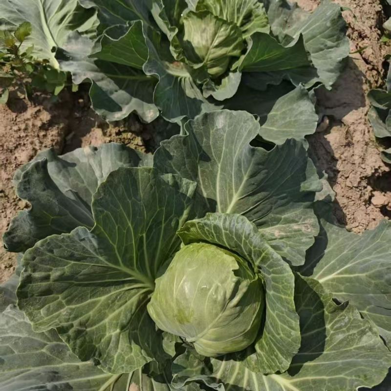 双抗绿铁头盛夏王甘蓝种子抗裂球口感甜脆卷心菜包菜四季种植