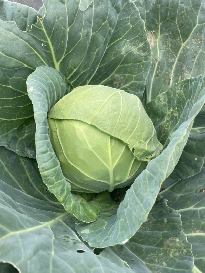 双抗绿铁头盛夏王甘蓝种子抗裂球口感甜脆卷心菜包菜四季种植