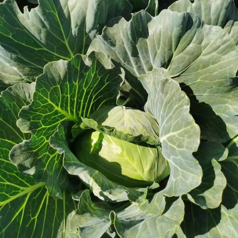 双抗绿铁头盛夏王甘蓝种子抗裂球口感甜脆卷心菜包菜四季种植