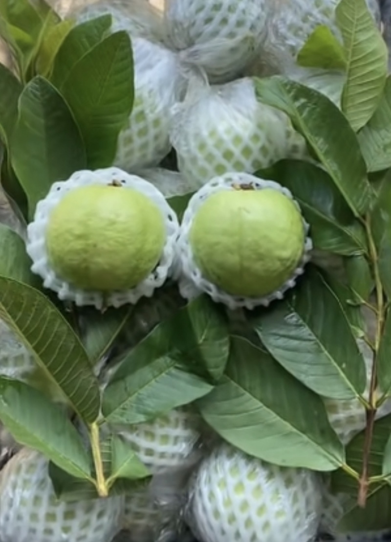 珍珠白心番石榴味道清脆香甜