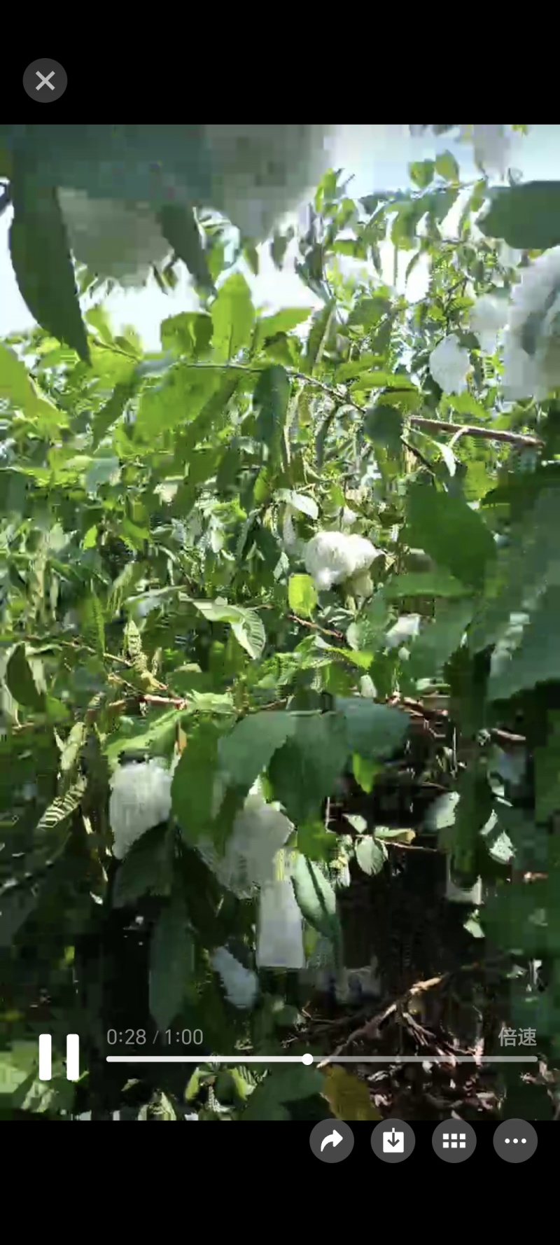 珍珠白心番石榴味道清脆香甜