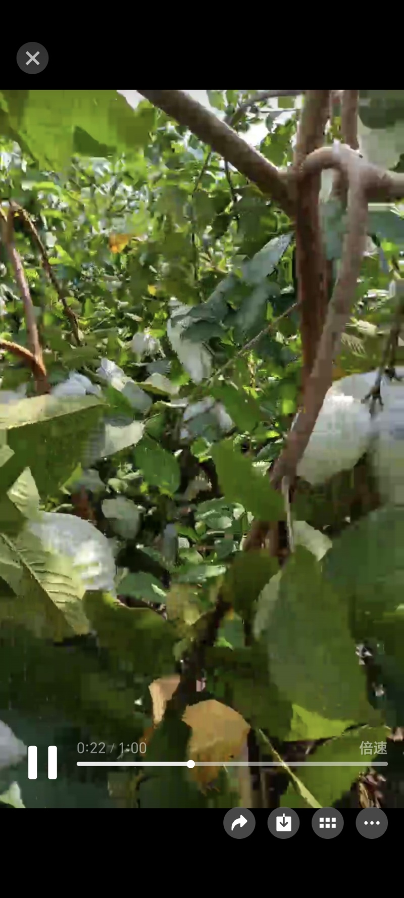 珍珠白心番石榴味道清脆香甜