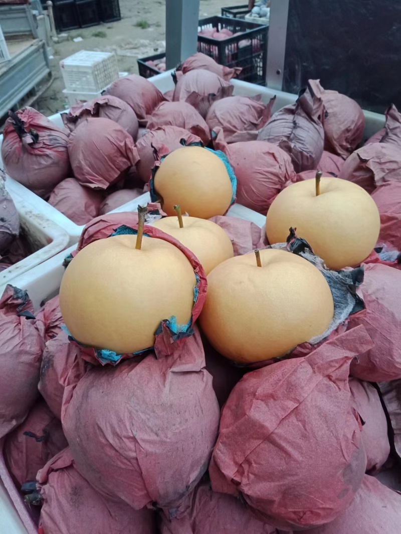 套袋圆黄梨，肉汁细腻，果型端正，表光干净：全国代发