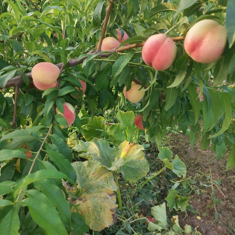 精品毛桃成熟上市销售个头大，色泽鲜艳，口感酥脆，桃香浓厚