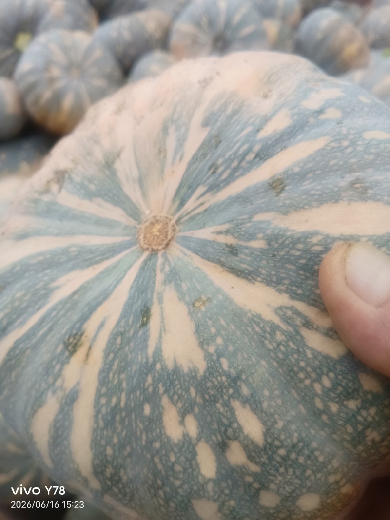 磨盘南瓜