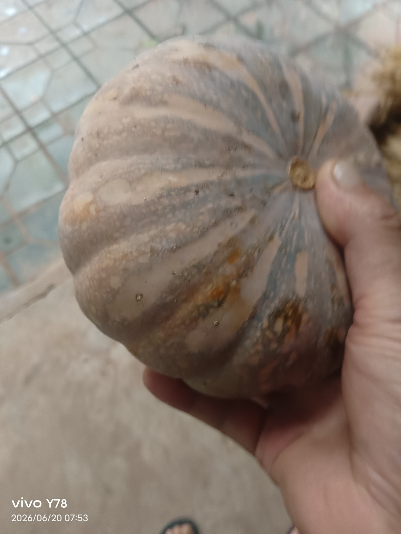 磨盘南瓜