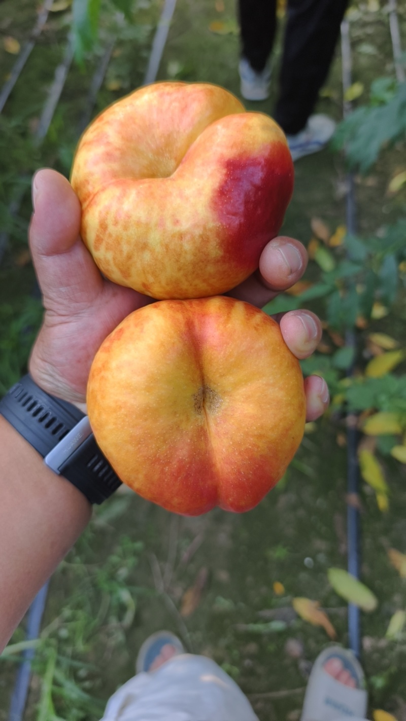 油蟠桃，油蟠七，7-7大量供应中