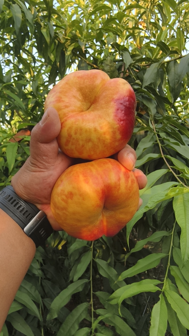 油蟠桃，油蟠七，7-7大量供应中