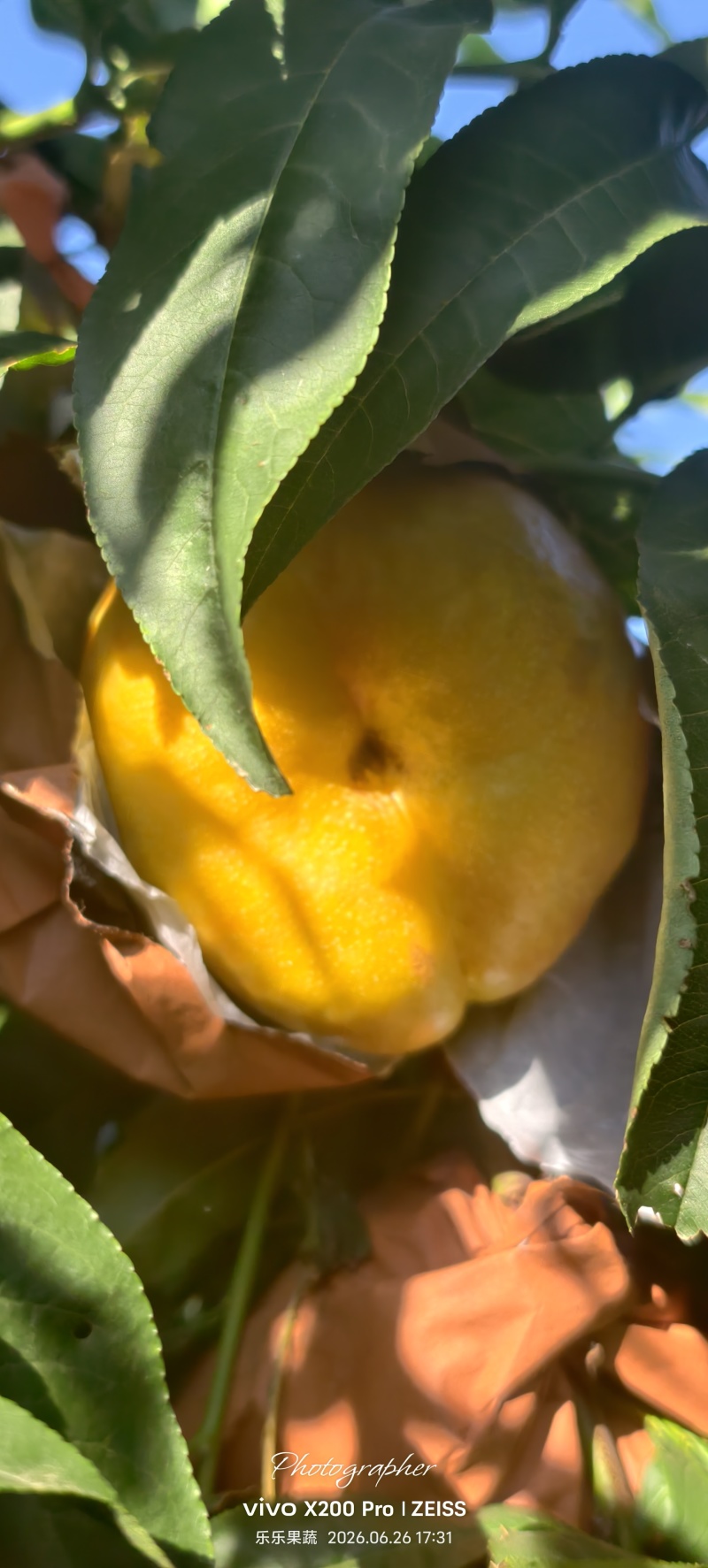 油蟠桃，油蟠七，7-7大量供应中
