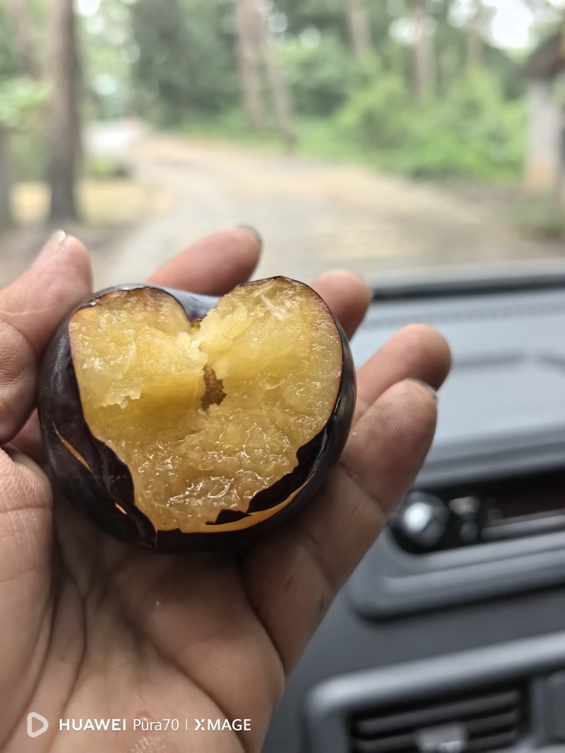 李子广西桂林奈李大量供货大量供货