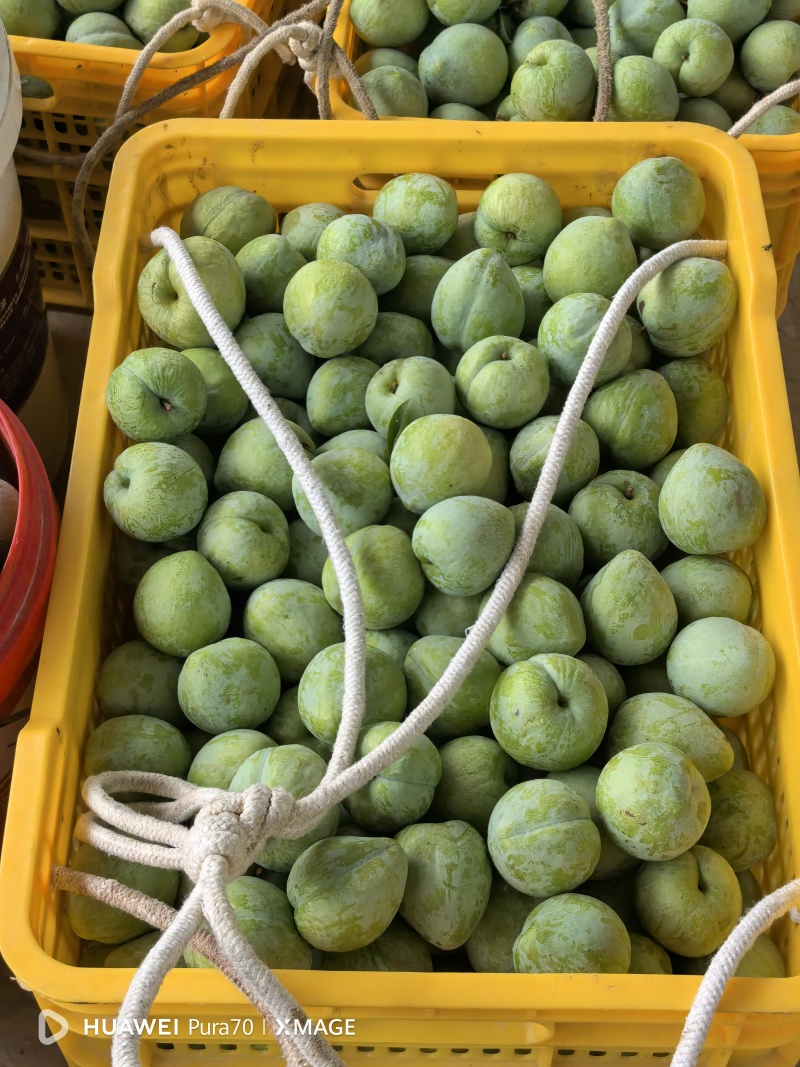 李子广西桂林奈李大量供货大量供货