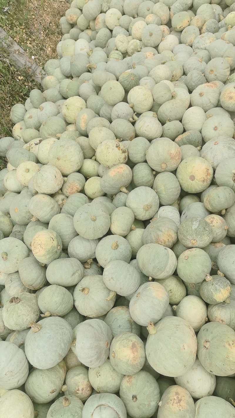 贝贝板栗南瓜