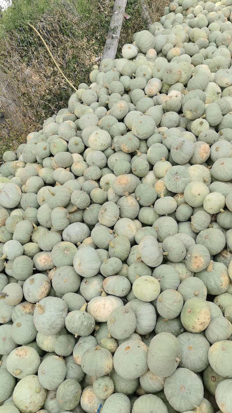 贝贝板栗南瓜