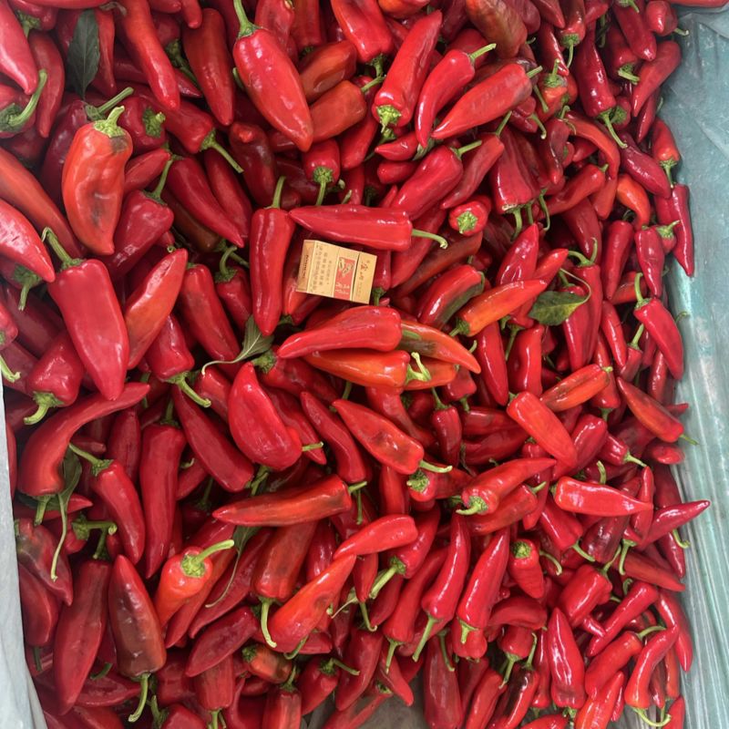 精品红泡椒