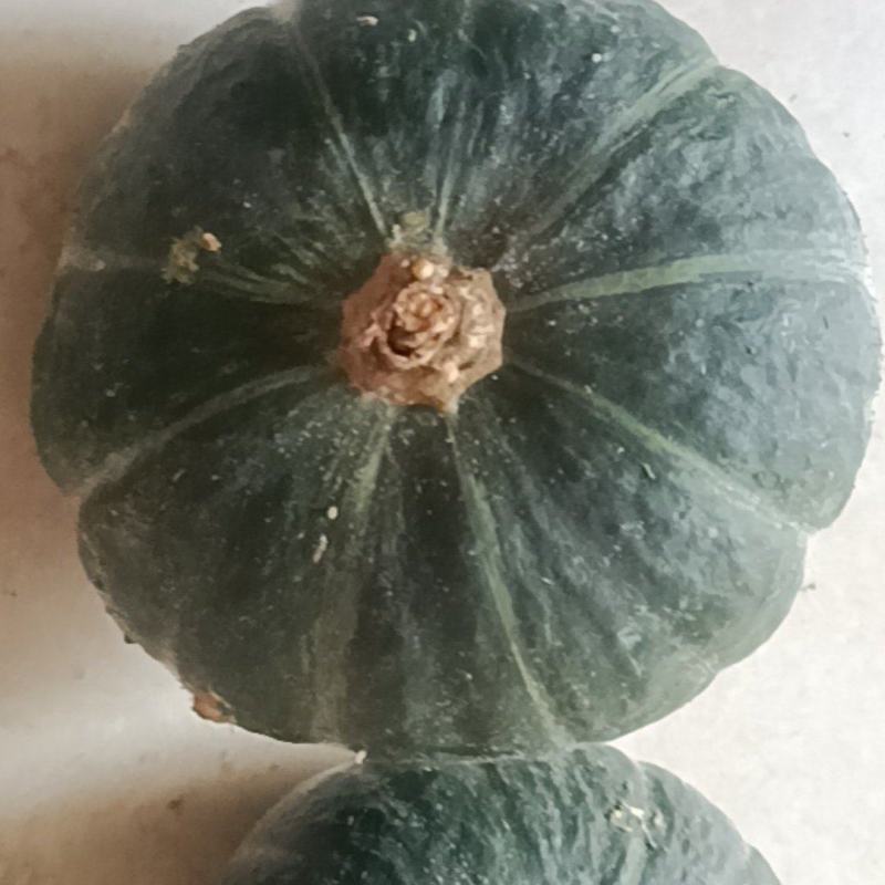 贝贝南瓜
