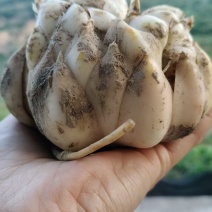 鲜百合