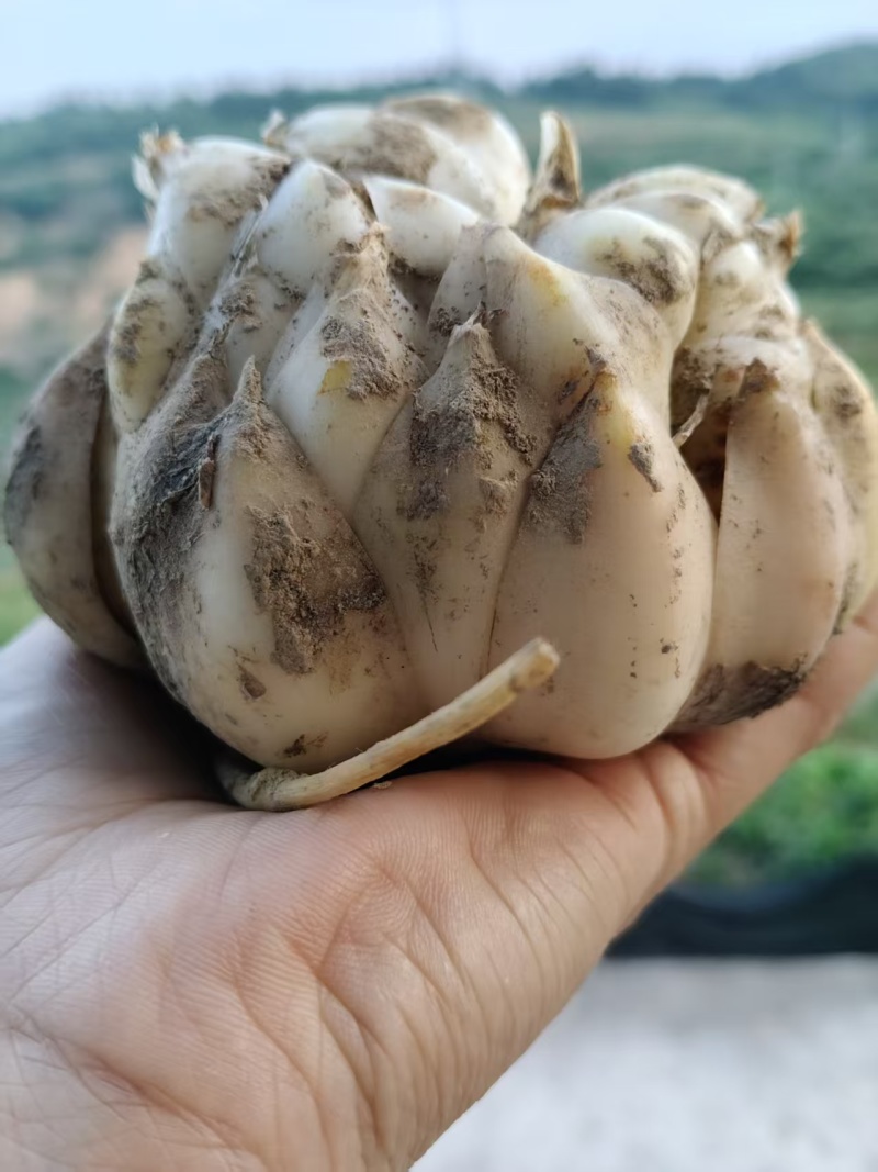 鲜百合